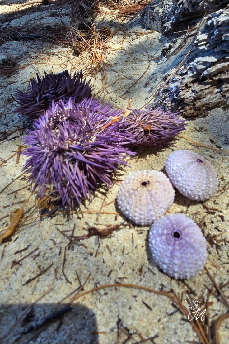 Des bijoux nés de la mer