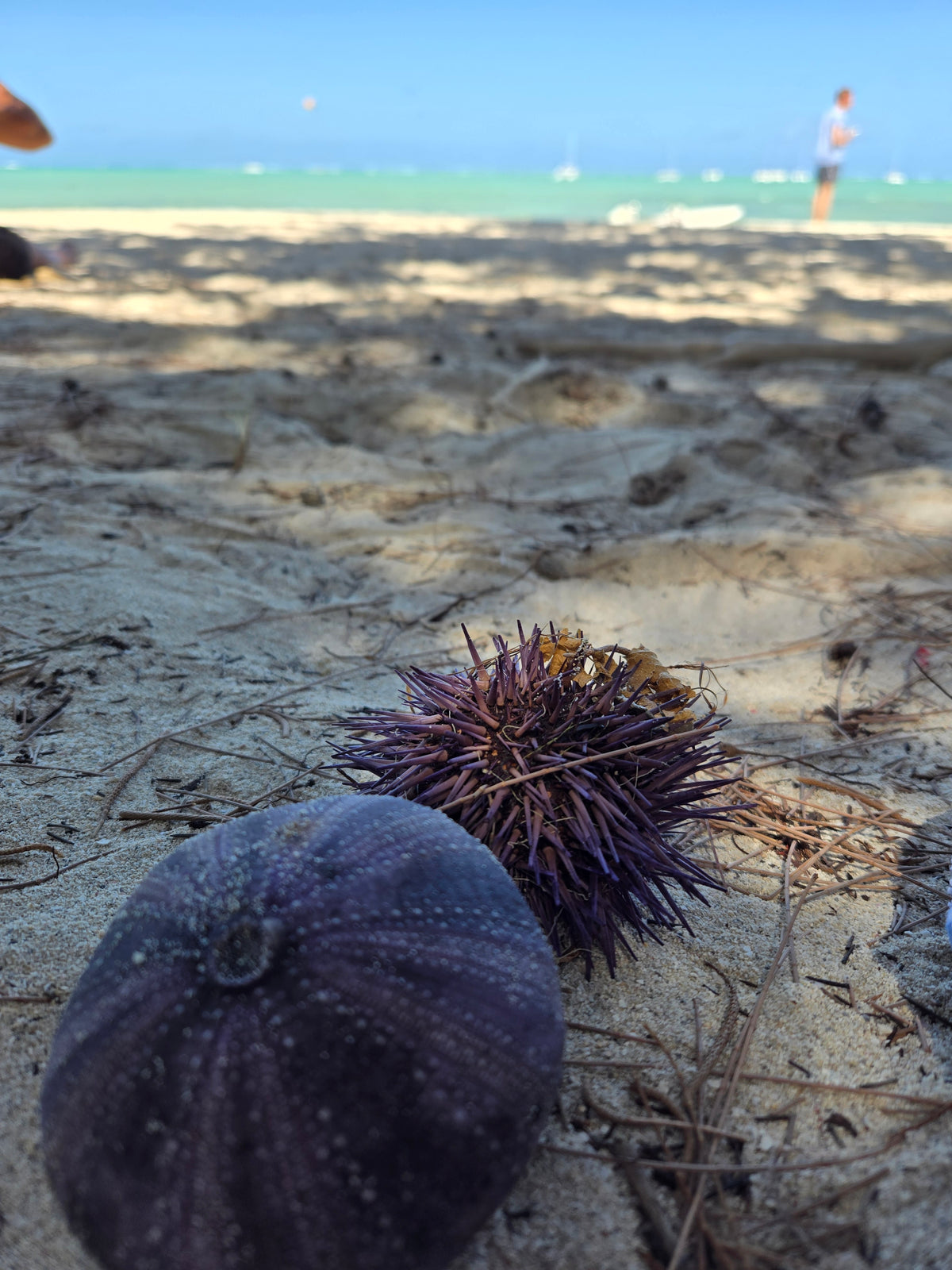 Les oursins violets de l'île aux Cerfs